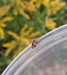 Lebia bitaeniata