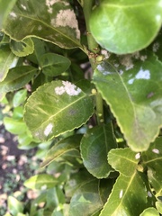 Erysiphe euonymicola