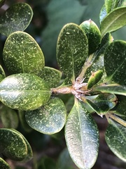 Eurytetranychus buxi