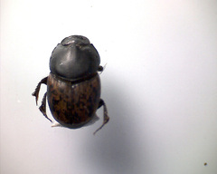 Onthophagus marginalis