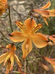 Alstroemeria ligtu simsii