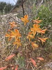 Alstroemeria ligtu simsii