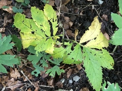 Cardamine heptaphylla