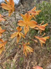 Alstroemeria ligtu simsii