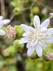 Moscharia pinnatifida