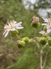 Moscharia pinnatifida
