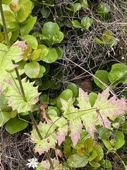 Moscharia pinnatifida