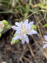 Moscharia pinnatifida