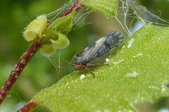 Oncopsis subangulata