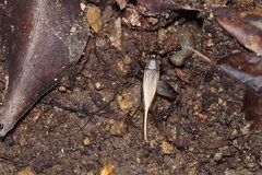 Loxoblemmus arietulus