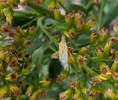 Harmostes reflexulus