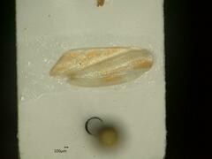 Evacanthus acuminatus