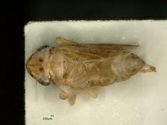 Evacanthus acuminatus