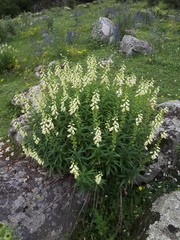 Digitalis ciliata