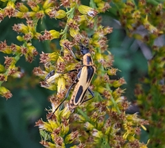 Chauliognathus scutellaris