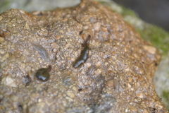 Erpobdella octoculata