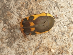 Pachnodella impressa