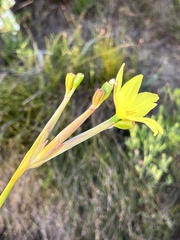 Bobartia gladiata