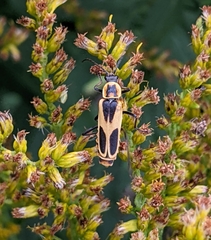 Chauliognathus scutellaris