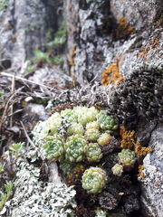 Sempervivum pumilum