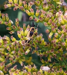 Chauliognathus scutellaris