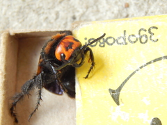 Megascolia maculata