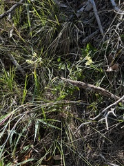 Asclepias verticillata
