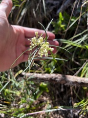 Asclepias verticillata