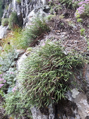 Asplenium septentrionale