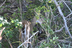 Odocoileus virginianus clavium