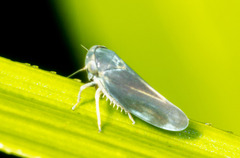 Megophthalminae
