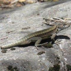 Liolaemus carlosgarini