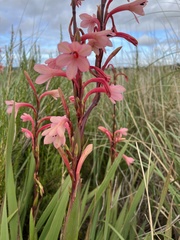 Watsonia meriana
