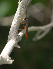 Dolichomitus irritator