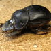 Molossus Dung Beetle - Photo (c) terrier3538, some rights reserved (CC BY-NC-ND)