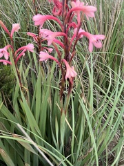 Watsonia meriana