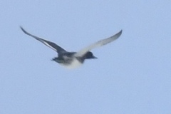 Aythya affinis