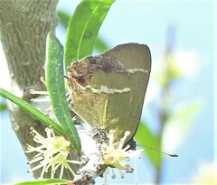 Chlorostrymon simaethis