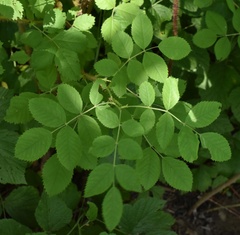 Rosa majalis