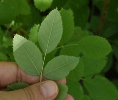 Rosa majalis