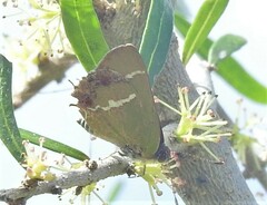 Chlorostrymon simaethis