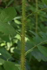 Rosa majalis