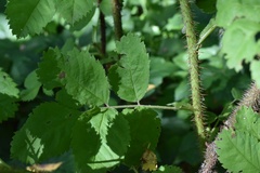 Rosa majalis