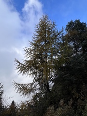 Larix potaninii himalaica