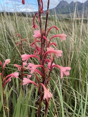 Watsonia meriana
