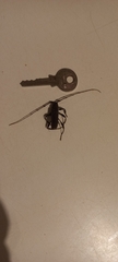 Cerambycoidea