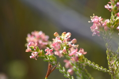 Passerina