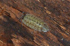 Porcellio monticola
