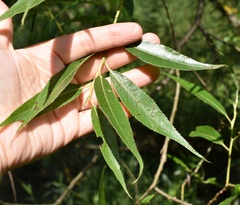 Salix euxina