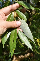 Salix euxina